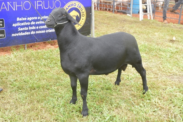 Exposerrinha 2018: Carneiro avaliado em R$ 50 mil