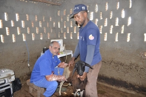 Prefeitura de Serrinha melhora a genética de caprinos e ovinos sem custo para criador